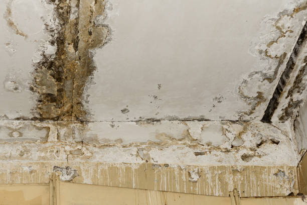 Best Ceiling water damage repair  in Brainerd, MN